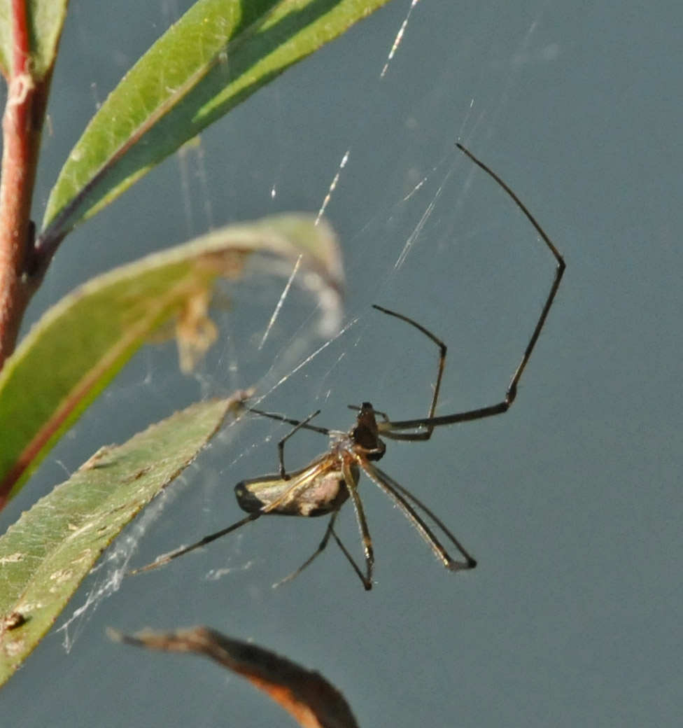 Tetragnatha sp.